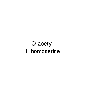 O-acetyl- L-homoserine